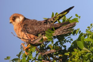 Zehn gefährdete und seltene Vogelarten (c) HM Berg