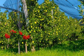 Eine Golden Delicious Apfelanlage vor der Ernte neben einem blühender Rosenstock.