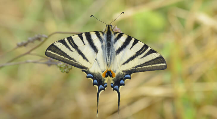 Der auffällige Segelfalter ist gelb-schwarz gestreift und trägt blaue langgezogene Flügelenden.
