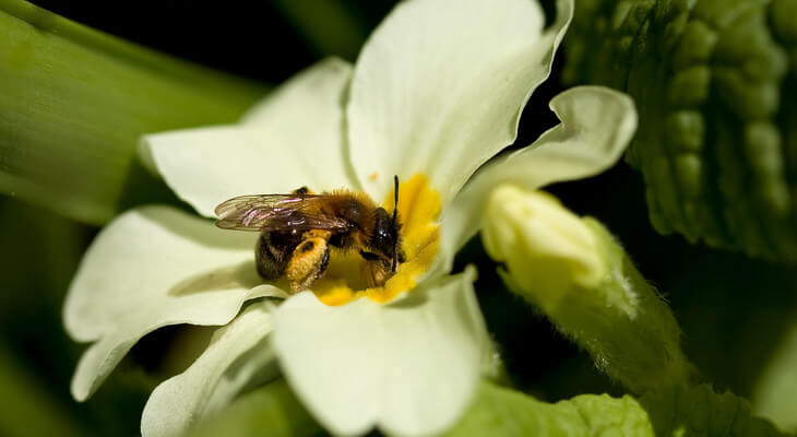 Vielfältige Wildbienenarten sind entscheidend für die Bestäubung unzähliger Blütenpflanzen.