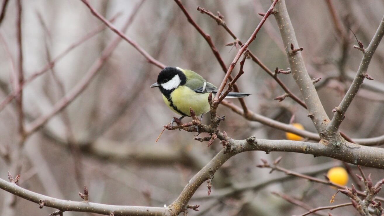 Kohlmeise c BirdLife