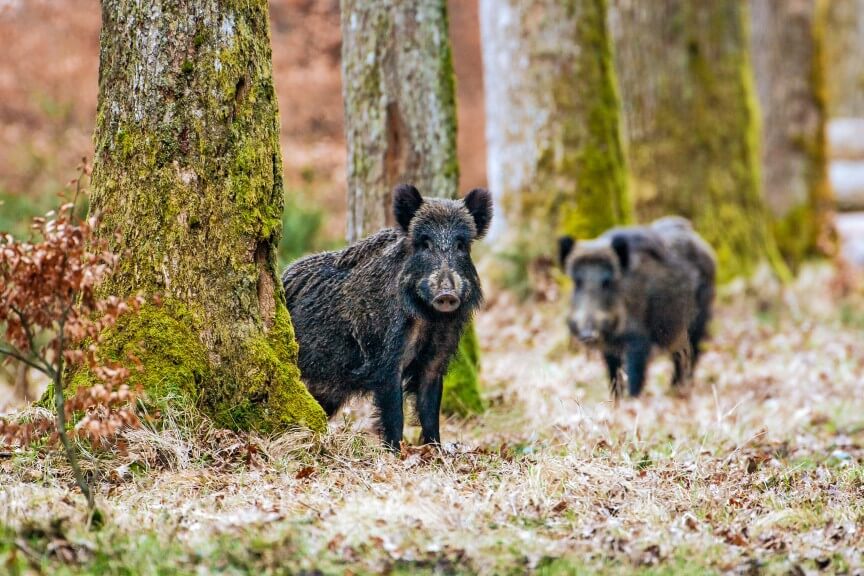 Tierstimmen erkennen / www.voglwild.com