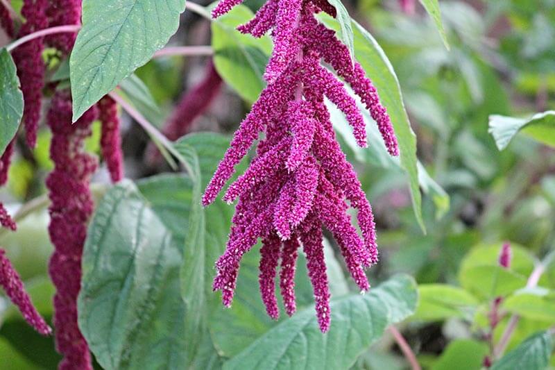 fruehlingsgemuese Amaranth