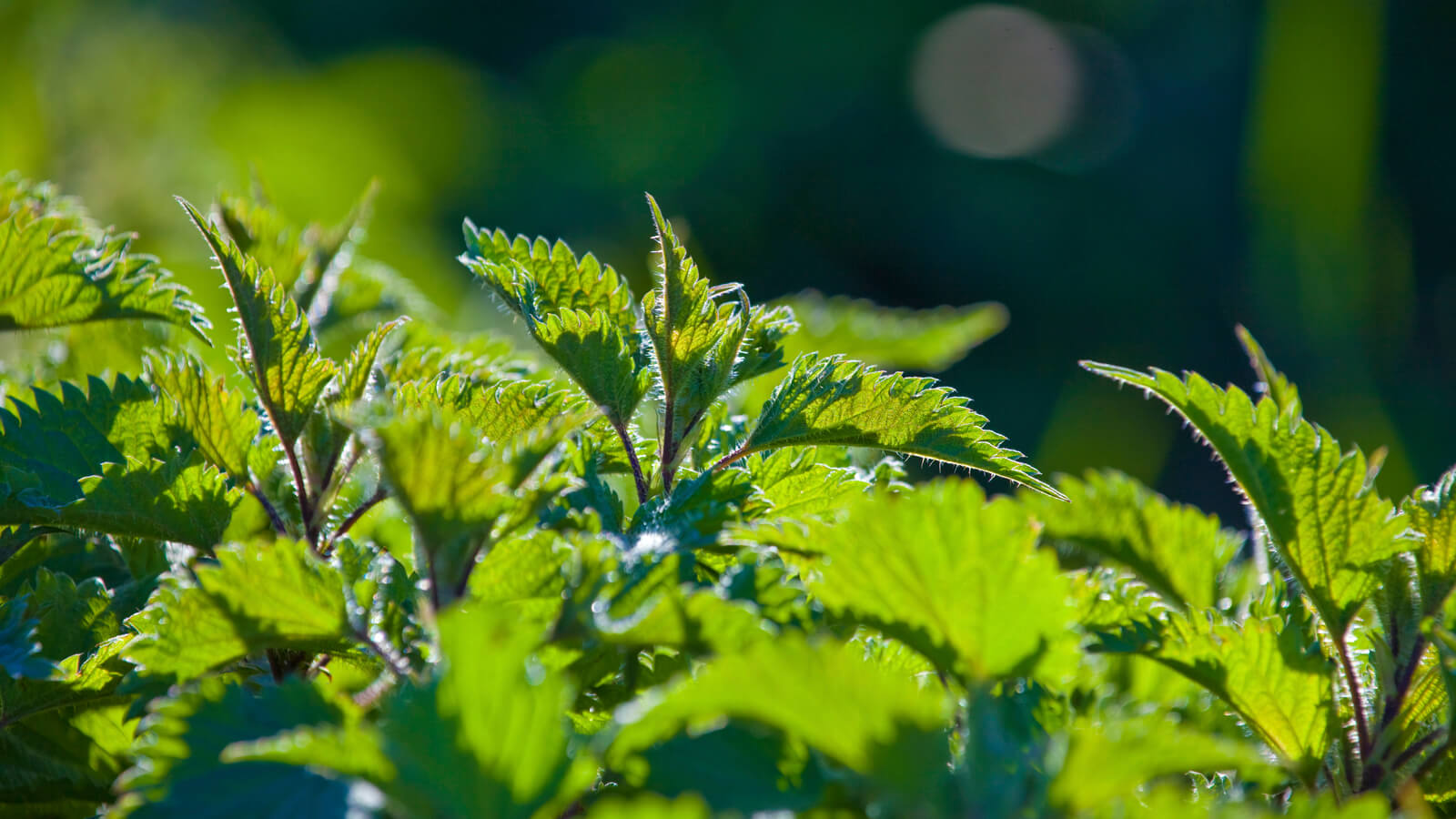 Unkraut oder Heilkraut? Die 5 Sonnenseiten des Unkrauts im Garten