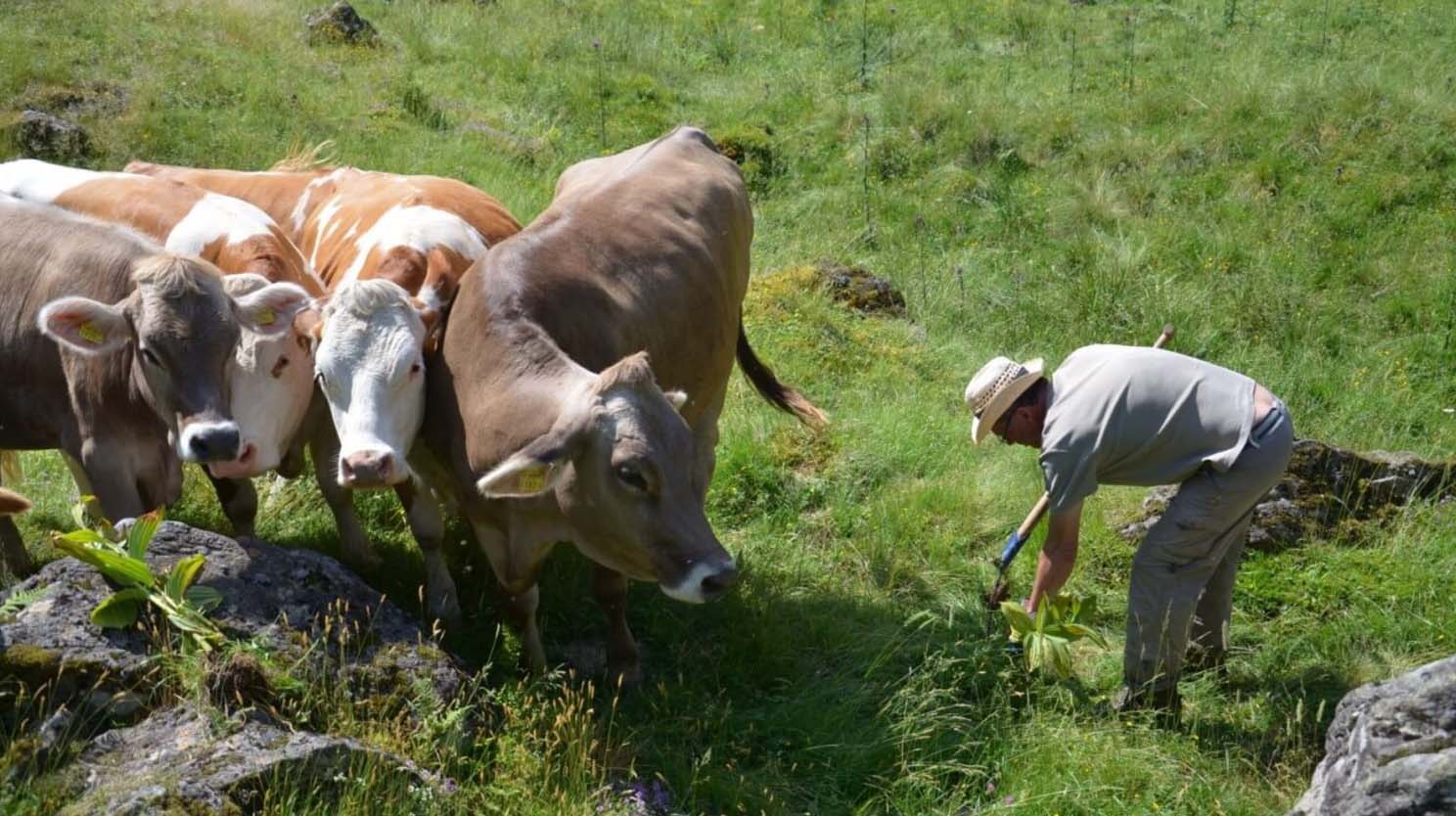 Die psychischen Abnormitäten des Alkoholismus