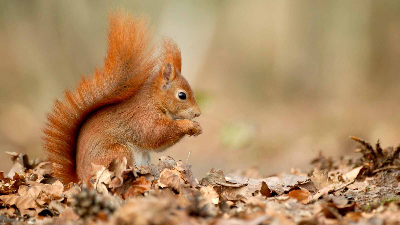 Tier des Monats: Europäisches Eichhörnchen - Blühendes Österreich