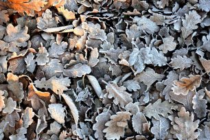 Garten Winterfest
