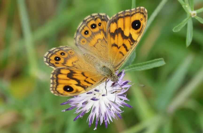 Schmetterling Mauerfuchs
