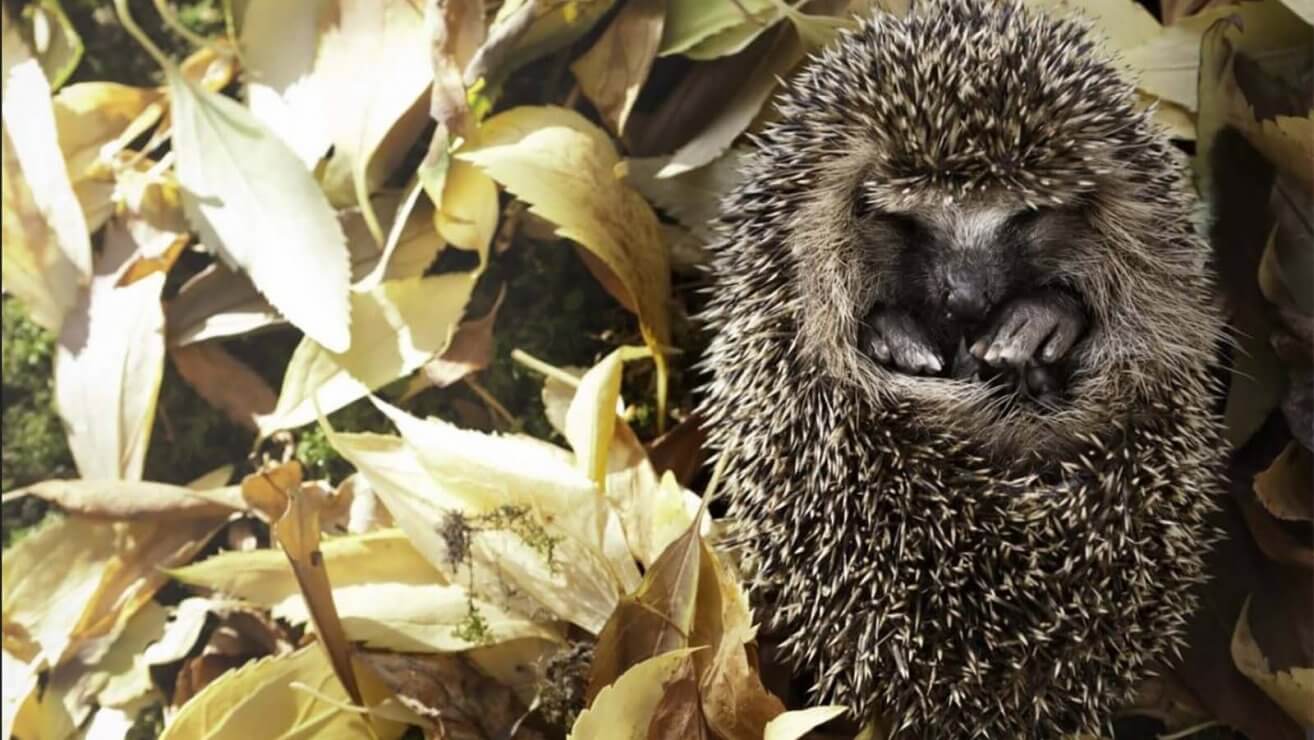 Tiere im winter kennenlernen