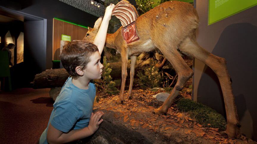 naturmuseen