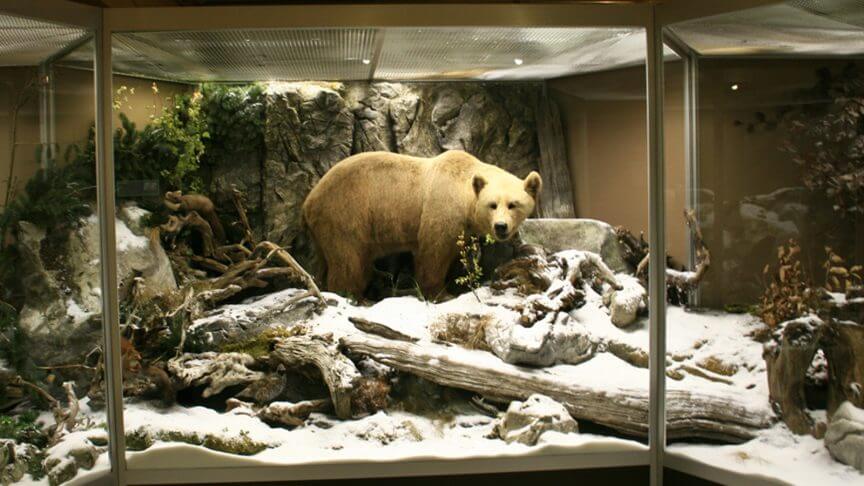 naturmuseen