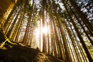 Holz Natur schützen mit Lanius