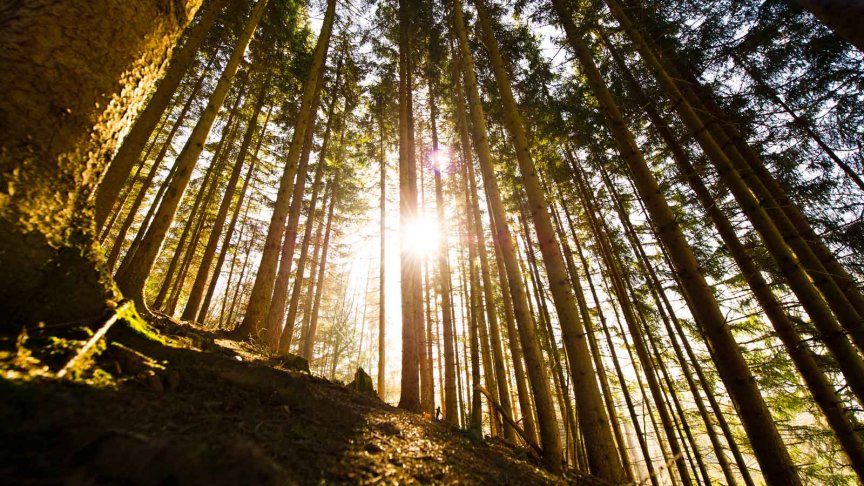 Natur schützen mit Lanius