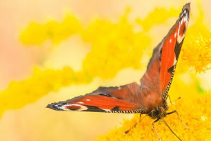 Schmetterlinge bestimmen: Tagpfauenauge