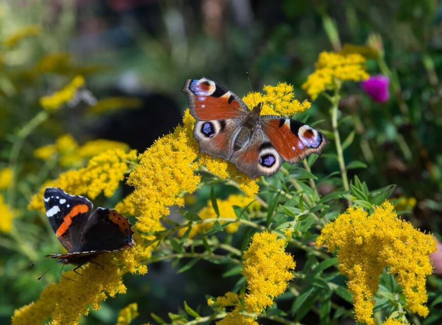 Heimische Schmetterlinge