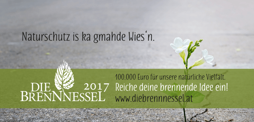 Naturschutzpreis - Die Brennnessel