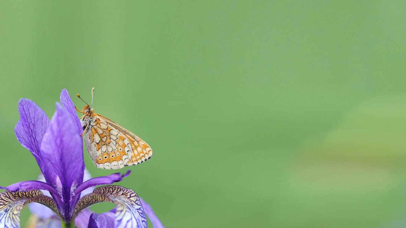 Schmetterlinge - Goldener Scheckenfalter