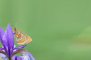 Schmetterlinge - Goldener Scheckenfalter