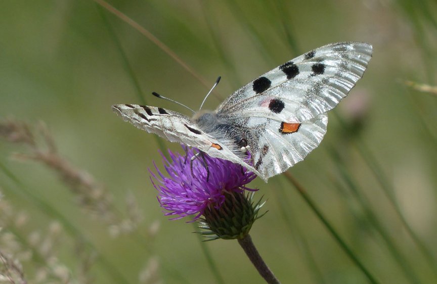 Schmetterling Apollofalter