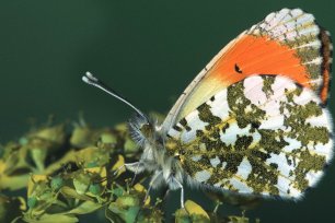 Schmetterlinge im Fruehling - der Aurorafalter