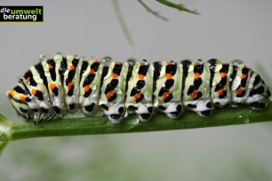 Schmetterlingsraupe Schwalbenschwanz