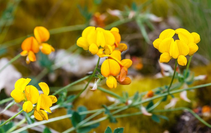 10 Wiesenblumen, die du kennen solltest Blühendes Österreich