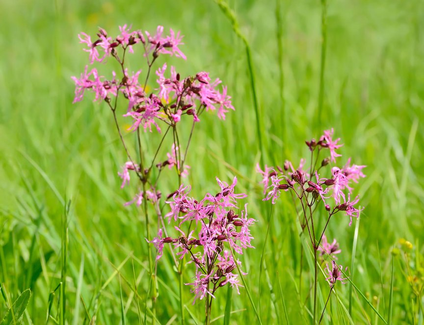 10 Wiesenblumen, die du kennen solltest Blühendes Österreich