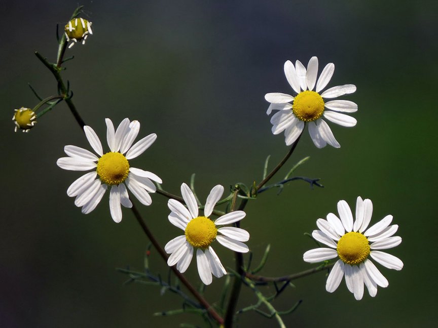 10 Wiesenblumen, die du kennen solltest Blühendes Österreich