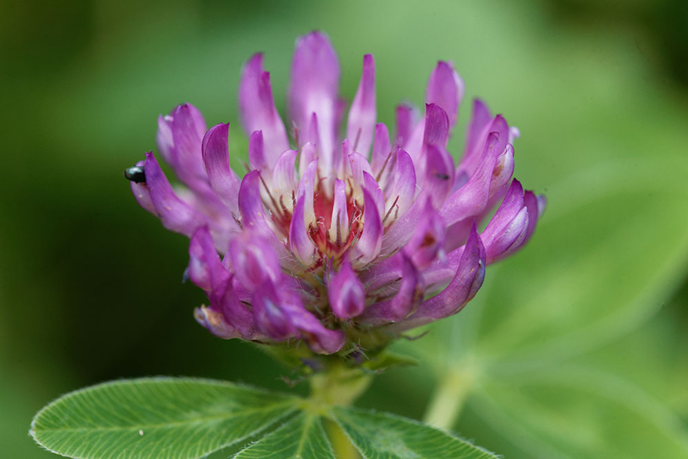 10 Wiesenblumen, die du kennen solltest Blühendes Österreich