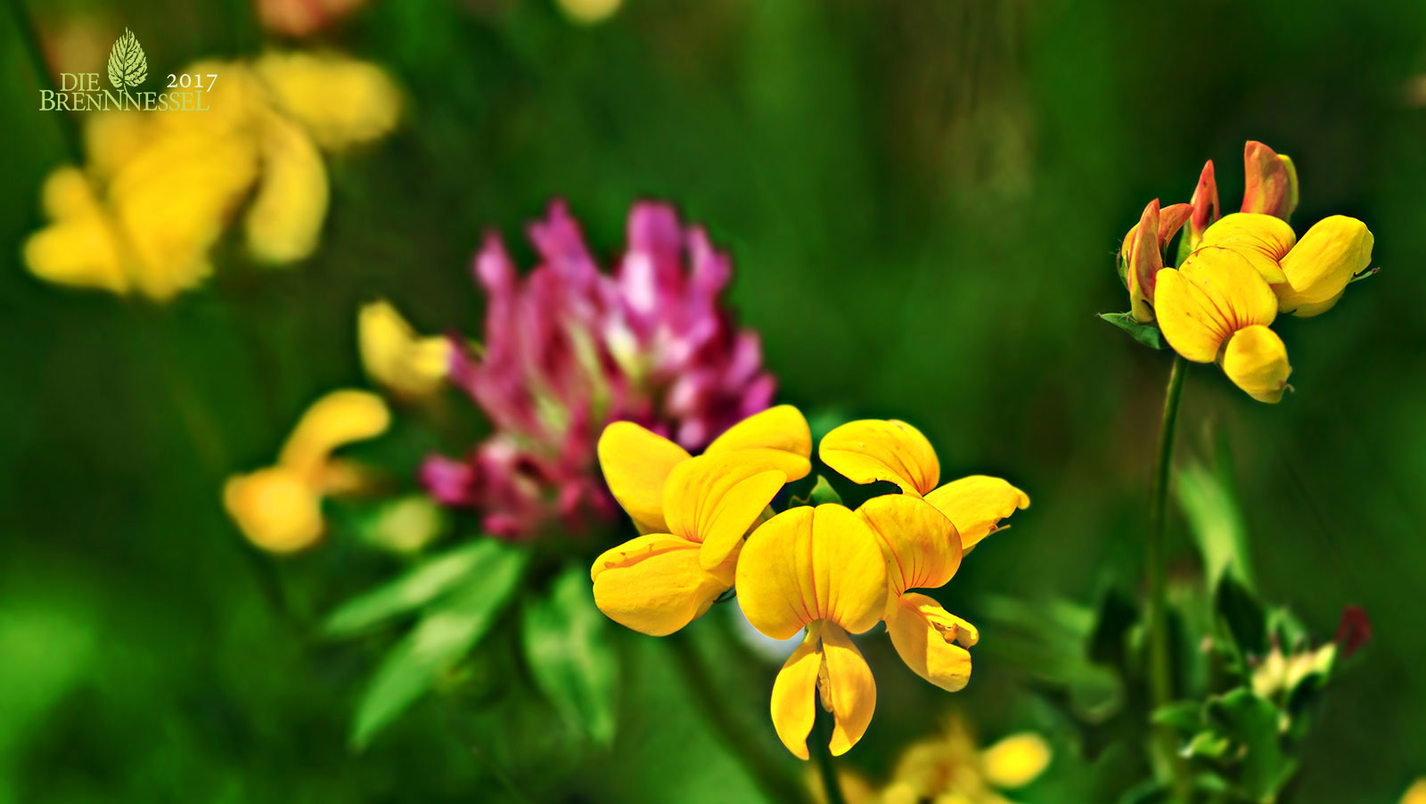 10 Wiesenblumen, die du kennen solltest Blühendes Österreich