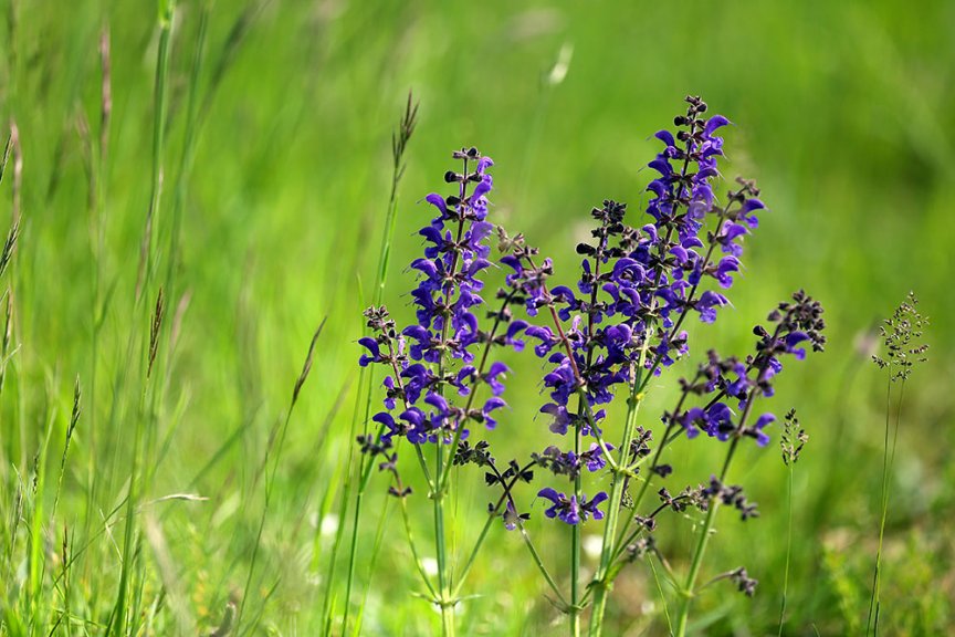 10 Wiesenblumen, die du kennen solltest Blühendes Österreich