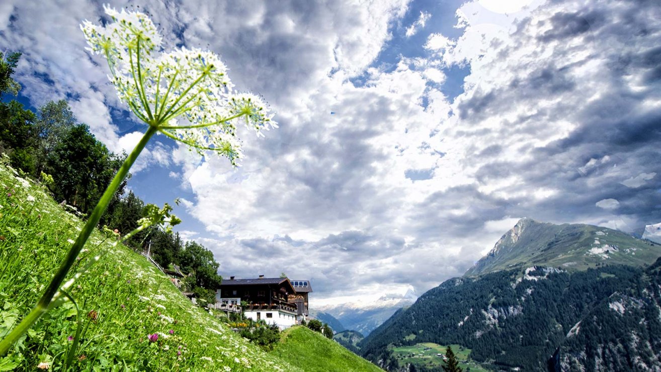 Heilkraeuter in Osttirol