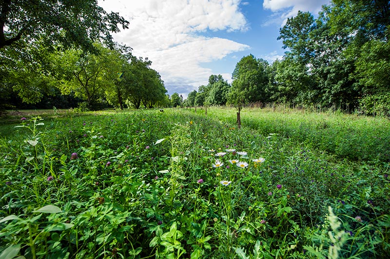 Renaturierung Absdorf