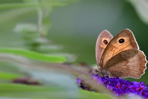 Schmetterling Ochsenauge