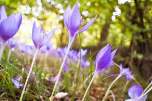 Herbstblumen Herbstzeitlose