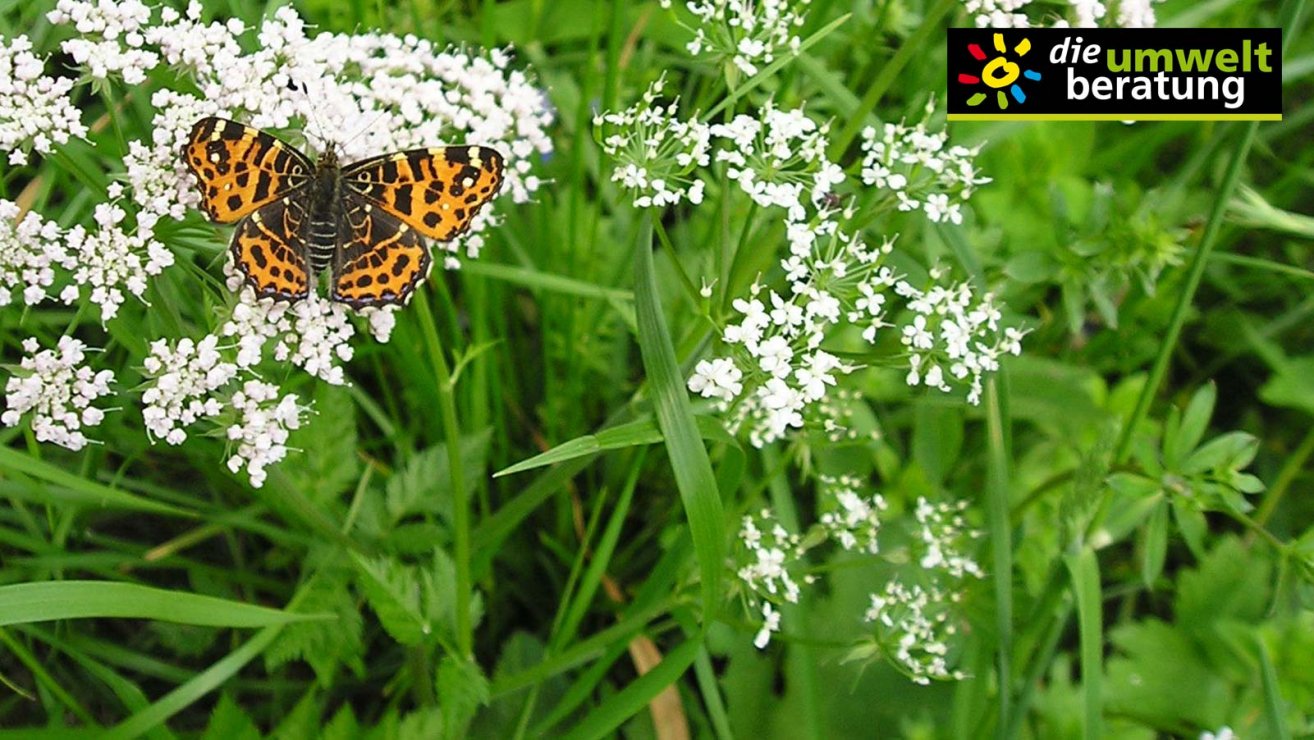 Schmetterlingsblumen in deinem Garten