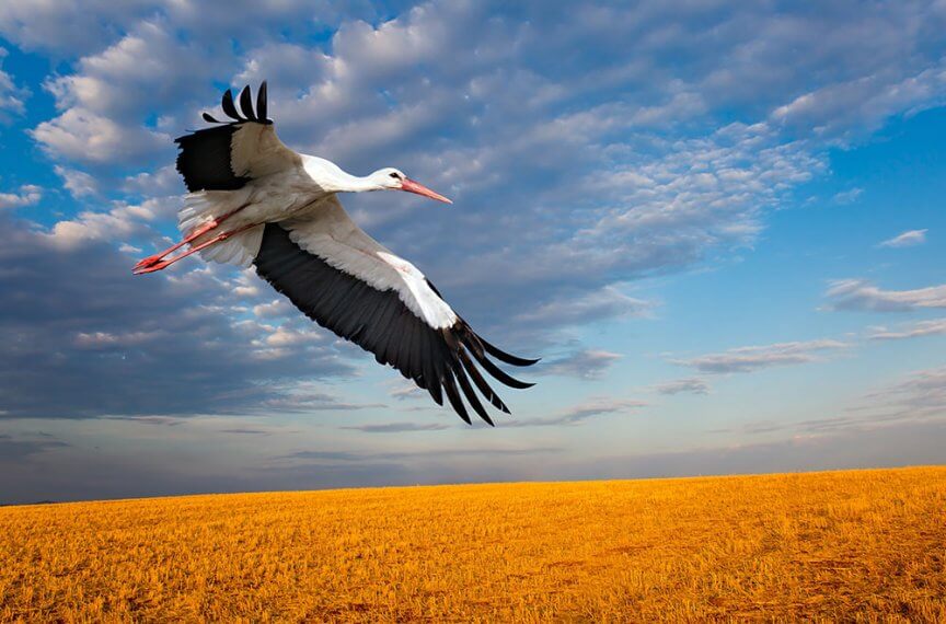 Zugvögel im Herbst - Blühendes Österreich
