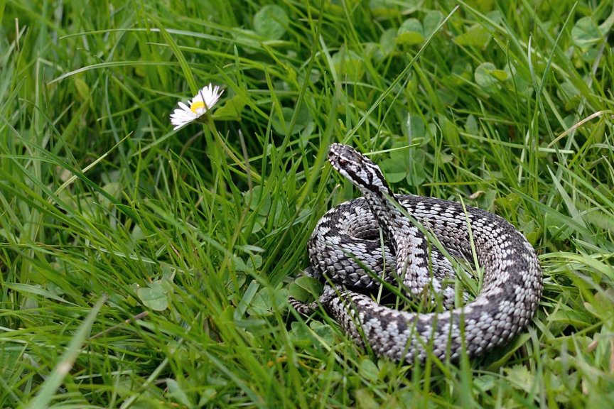 gefaehrdete tierarten kreuzotter