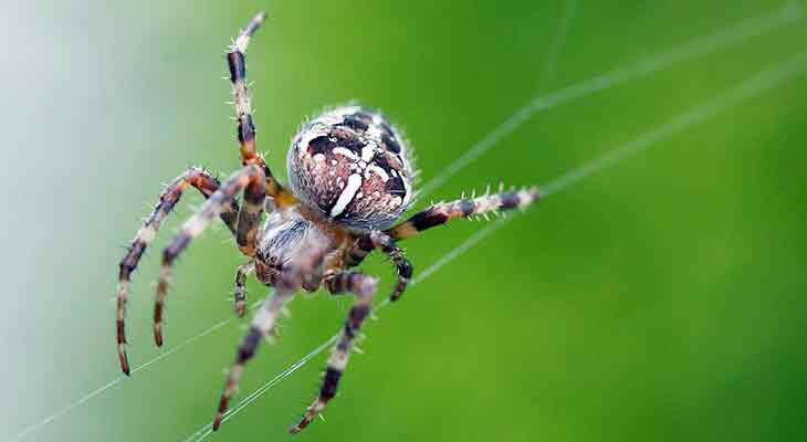 Kreuzspinne c Pixabay