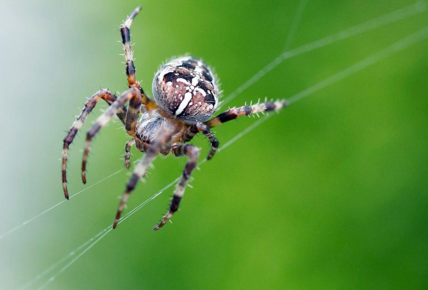 gefaehrdete Tierarten Kreuzspinne