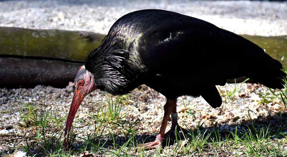 Waldrapp