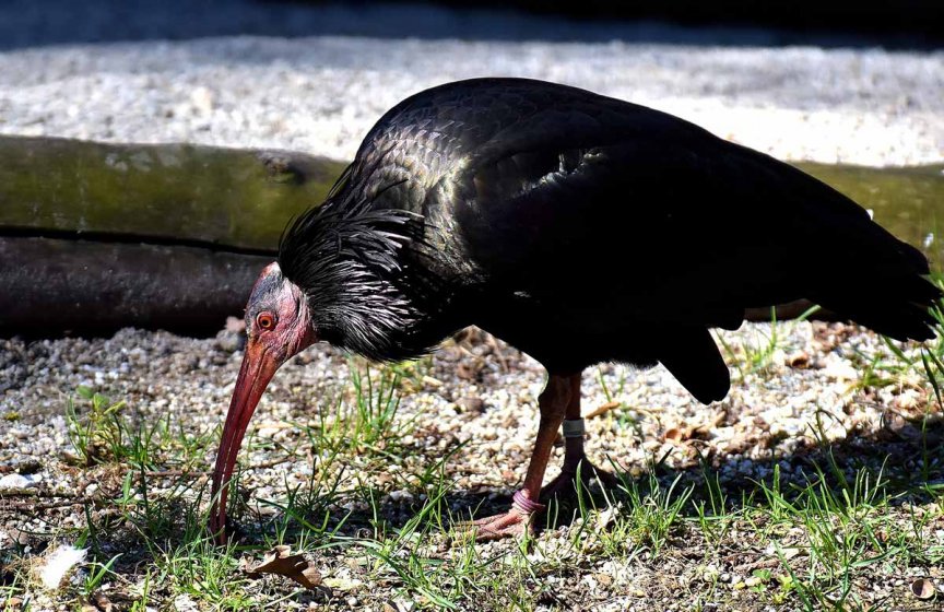 gefaehrdete Tierarten Walrapp