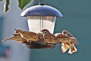 Voegel fuettern im Winter