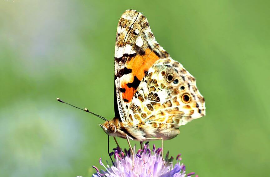 Schmetterling Distelfalter