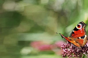 Insektensterben Tagpfauenauge