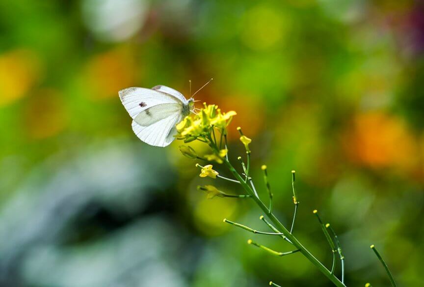 Schmetterling kleiner Kohlweißling