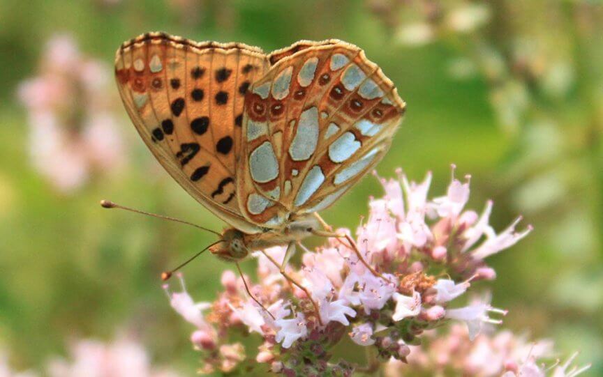 Schmetterling Perlmuttfalter