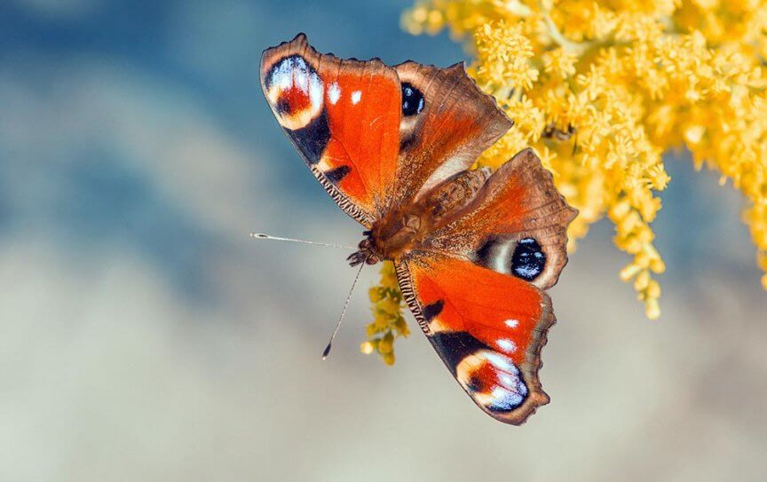 Schmetterling Tagpfauenauge