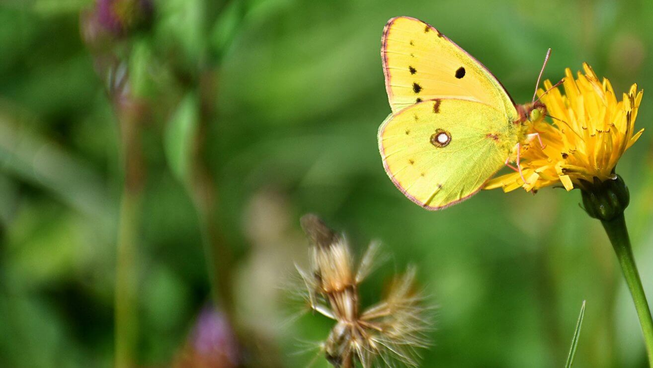 Schmetterling Weißkleegelbling