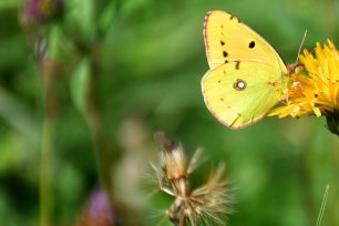 Schmetterling Weißkleegelbling